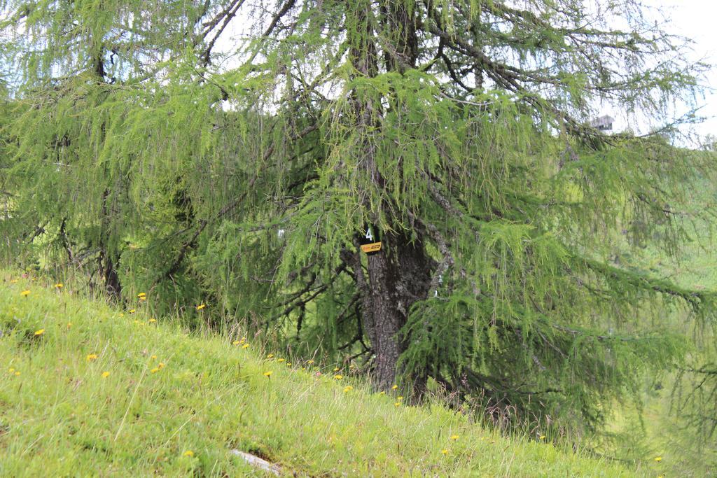 Haus Othmar Schabuss Pensionat Bad Kleinkirchheim Exteriör bild